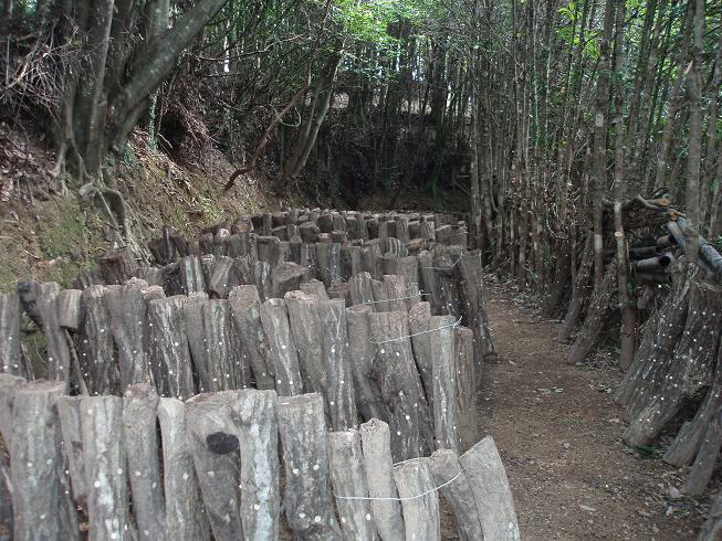 自然林だから日のあたり具合が丁度いい